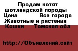 Продам котят шотландской породы › Цена ­ 2 000 - Все города Животные и растения » Кошки   . Томская обл.